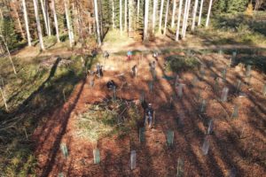 environnement-desormiere-vanhalst-arbre-almighty-tree_Plantation L'agence immobilière Désormière & Vanhalst replante des arbres avec Almighty Tree