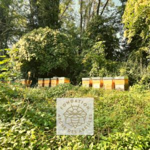 environnement_pour la sauvegarde des abeilles_ruche_desormiere-vanhalst_fondation des abeilles_miels de stephanie_ruches_troinex_small Pour la sauvegarde des abeilles: l'agence immobilière Désormière et Vanhalst parraine une ruche à Troinex