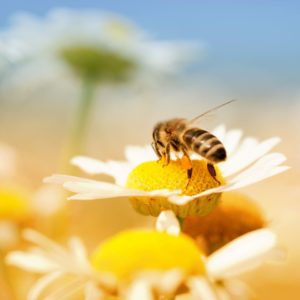 pour la sauvegarde des abeilles_ruche_desormiere-vanhalst_fondation des abeilles_miels de stephanie_pollinisation Pour la sauvegarde des abeilles: leur activité de pollinisation est essentielle pour assurer la biodiversité. L'agence immobilière Désormière et Vanhalst parraine une ruche à Troinex